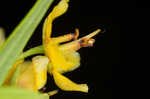 Loomis' yellow loosestrife